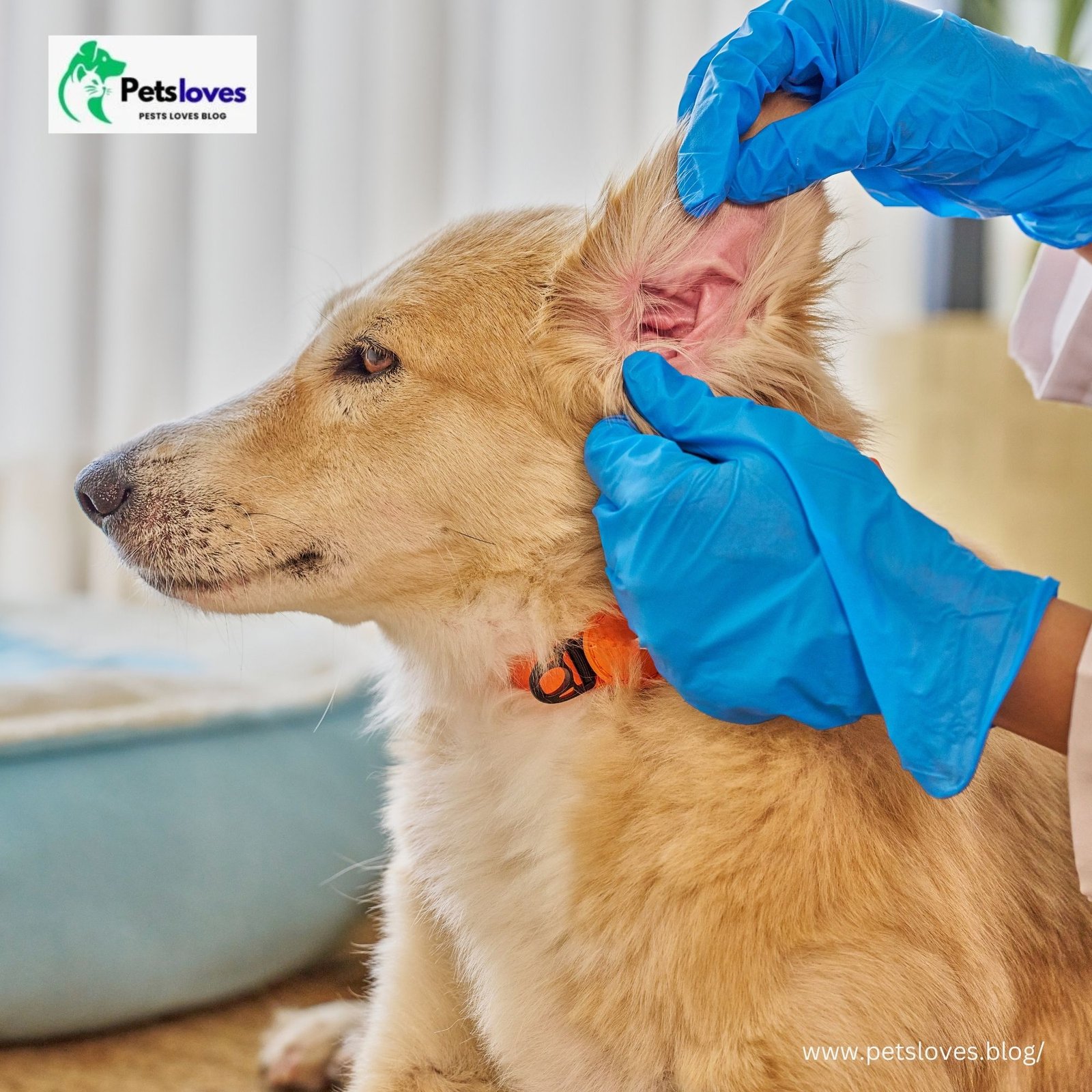 Ear Infections in Dogs