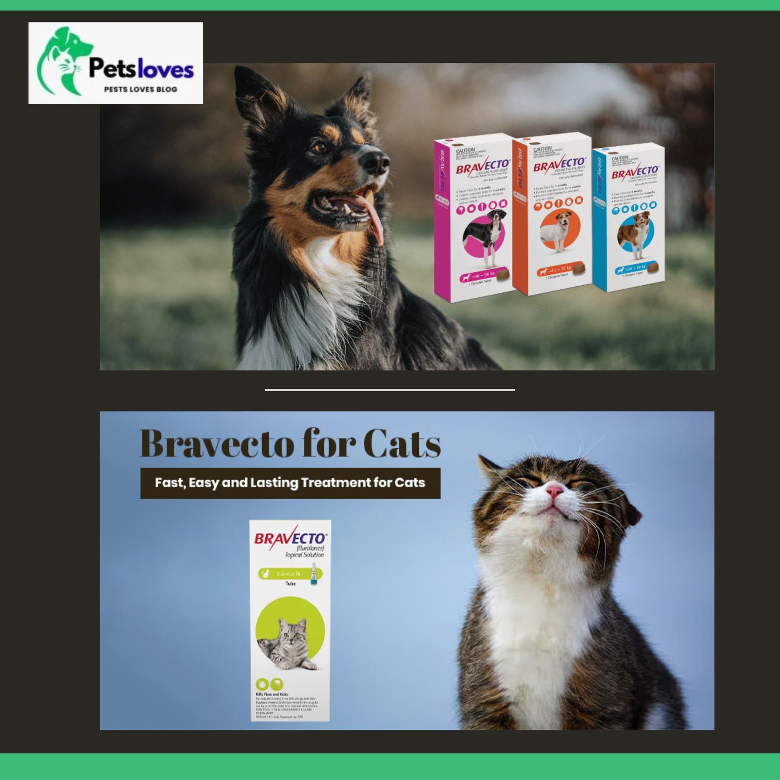 What Is Bravecto for Dogs and Cats